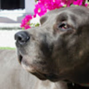 Meet your Posher, Oliver